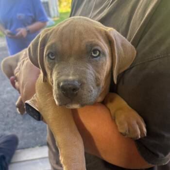 Ernie -  Mixed Breed Dog for Adoption in Wappingers Falls, New York - Ernie | PetCurious