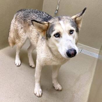 Siberian Husky Dogs Available for Adoption in Monroe, Georgia - Snow | PetCurious
