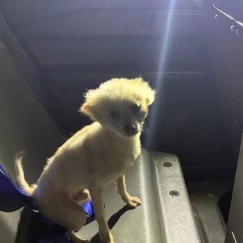 Lone Ranger -  Mixed Breed Dog for Adoption in Philadelphia, Pennsylvania - Lone Ranger | PetCurious