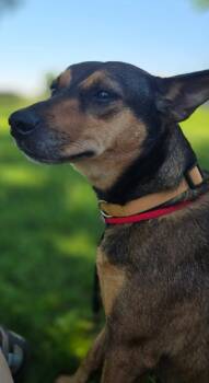 Penny -  Shepherd Dog for Adoption in Sandusky, Ohio - Penny | PetCurious