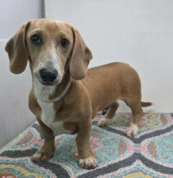 Jack -  Dachshund Dog for Adoption in New York, New York - Jack | PetCurious