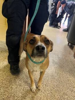 POPPY -  Pit Bull Terrier and Terrier Dog Available for Adoption in Blythe, California - POPPY | PetCurious