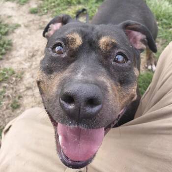 Basset Hound and Pit Bull Terrier Dogs Available for Adoption - Eleanor | PetCurious