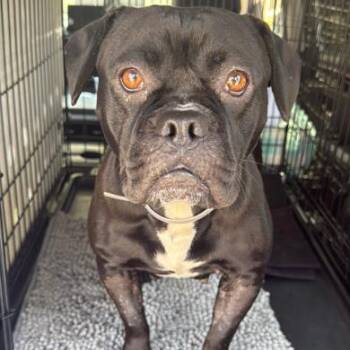 Petunia A5782874 -  English Bulldog Dog for Adoption in Los Angeles, California - Petunia A5782874 | PetCurious