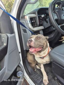 CONG -  American Staffordshire Terrier Dog for Adoption in San Antonio, Texas - CONG | PetCurious