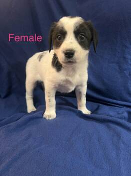 Labrador Retriever Dogs Available for Adoption - Cookie Dough  | PetCurious