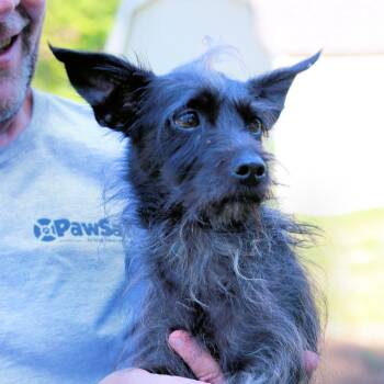 CT Bell - 12lbs -  Terrier Dog for Adoption in Stormville, New York - CT Bell - 12lbs | PetCurious