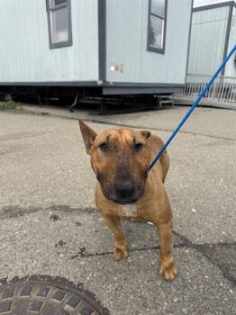 Bull Terrier Dogs Available for Adoption in Stockton, California - ENTRAPTA | PetCurious