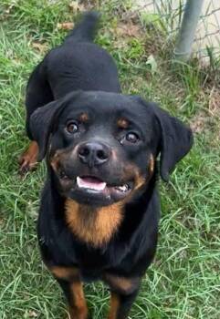 Rottweiler Dogs Available for Adoption in Deering, New Hampshire - Tyrone | PetCurious