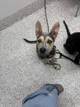 Boingo -  Shepherd and Mixed Breed Dog for Adoption in Atlanta, Georgia - Boingo | PetCurious