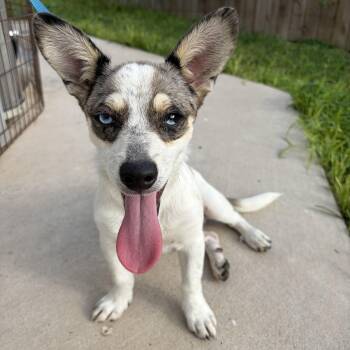 Pierre -  Jack Russell Terrier Dog for Adoption in Harlingen, Texas - Pierre | PetCurious