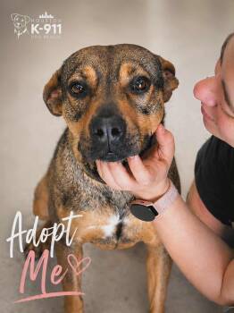 Mountain Cur and Black Mouth Cur Dogs Available for Adoption in Houston, Texas - JILL | PetCurious