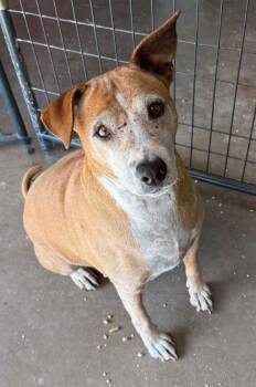 Mixed Breed Dogs Available for Adoption in Canyon, Texas - Plinko | PetCurious