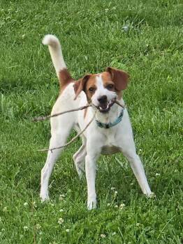 Snoopy -  Terrier and Toy Fox Terrier Dog for Adoption in Lee