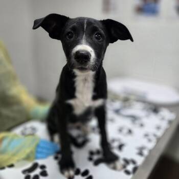 Good -  Retriever and Border Collie Dog for Adoption in Incline Village, Nevada - Good | PetCurious