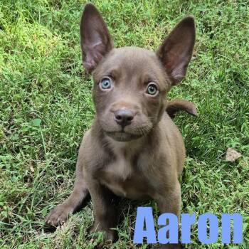 Aaron -  Terrier and Mixed Breed Dog for Adoption in Ellicott City, Maryland - Aaron | PetCurious