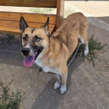 MILA -  German Shepherd Dog and Mixed Breed Dog for Adoption in Long Beach, California - MILA | PetCurious