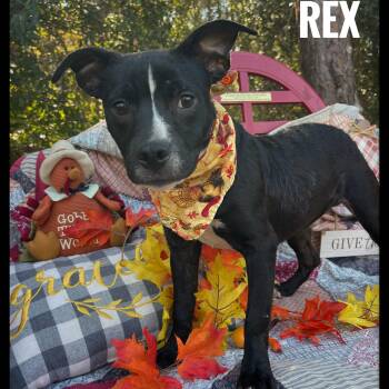 Rescue Black Labrador Retriever and Pit Bull Terrier Dogs for Adoption in Sebring, Florida - Rex | PetCurious