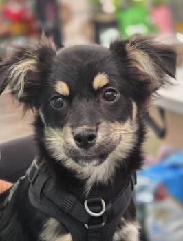 Rescue Corgi Dogs for Adoption in Farmington, Minnesota - Jade | PetCurious