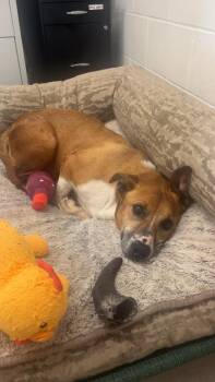 American Staffordshire Terrier Dogs Available for Adoption - Misty | PetCurious