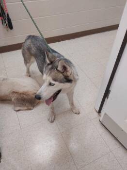 Gustav -  Husky Dog for Adoption in Mocksville, North Carolina - Gustav | PetCurious