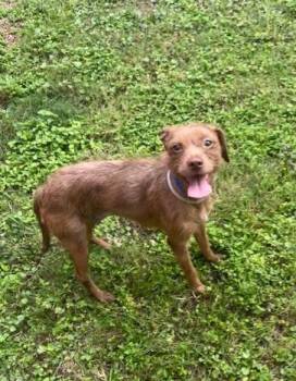 Chihuahua and Mixed Breed Dogs Available for Adoption in Houston, Texas - FIONA | PetCurious