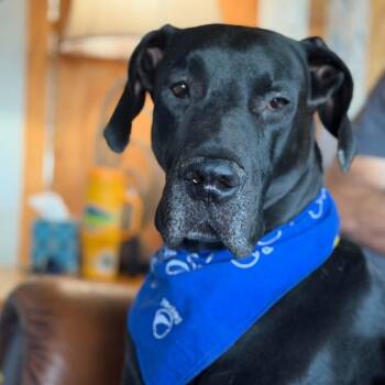 Kaiser -  Great Dane Dog for Adoption in Pensacola, Florida - Kaiser | PetCurious