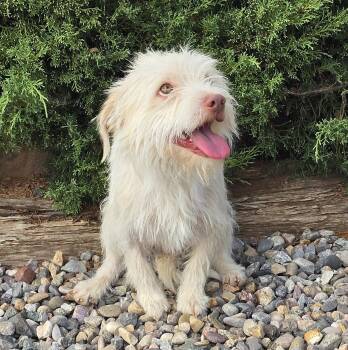 Wicked SWEET Lil Mr Whisky - Terripoo -  Norfolk Terrier and Poodle Dog for Adoption in North Valley, New Mexico - Wicked SWEET Lil Mr Whisky - Terripoo | PetCurious