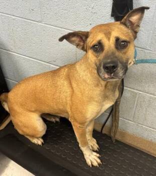 Blaise Zibini -  Mixed Breed Dog for Adoption in Chamblee, Georgia - Blaise Zibini | PetCurious