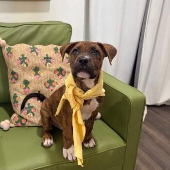 August Sunshine Brooks -  Pit Bull Terrier Dog for Adoption in Friendswood, Texas - August Sunshine Brooks | PetCurious