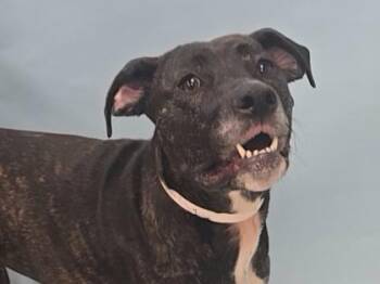Talulah -  Labrador Retriever and Mixed Breed Dog for Adoption in Minneapolis, Minnesota - Talulah | PetCurious
