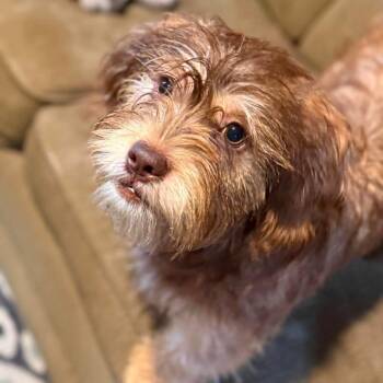 Wirehaired Terrier Dogs Available for Adoption in New Orleans, Louisiana - Baby Bear | PetCurious