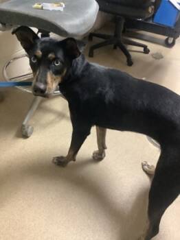 Rescue Mixed Breed Dogs for Adoption in Fort Worth, Texas - 59440904 | PetCurious