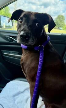 Lady (at PetSuites) -  Terrier and Mixed Breed Dog for Adoption in Fishers, Indiana - Lady (at PetSuites) | PetCurious