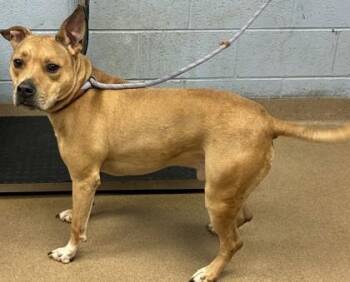 Drake -  Mixed Breed Dog for Adoption in Chamblee, Georgia - Drake | PetCurious
