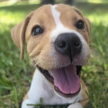 Java -  Pit Bull Terrier and American Staffordshire Terrier Dog for Adoption in Bryan, Texas - Java | PetCurious