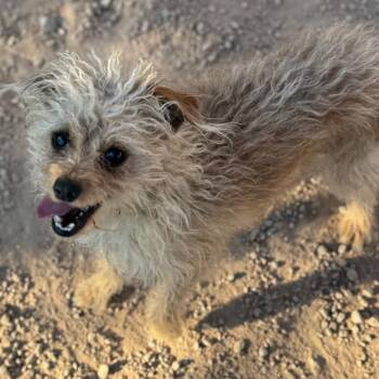 Terrier Dogs Available for Adoption - Isabelle | PetCurious