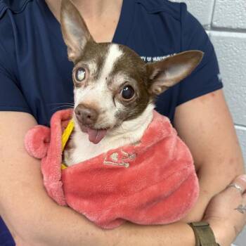 Chihuahua and Mixed Breed Dogs Available for Adoption - BRUTUS | PetCurious