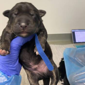 Husky and Rottweiler Dogs Available for Adoption - Honeysuckle | PetCurious