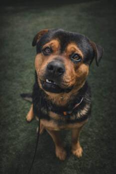 Rottweiler and Mastiff Dogs Available for Adoption - Junior  | PetCurious