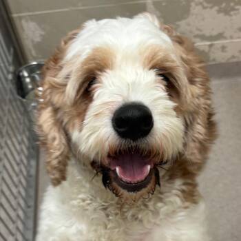 Bentley -  Cockapoo Dog for Adoption in Birmingham, Alabama - Bentley | PetCurious