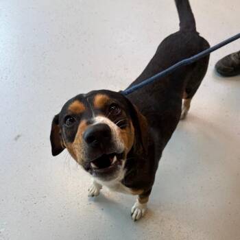 Isaac Stray Hold 8/31 -  Mixed Breed Dog for Adoption in Huntington, West Virginia - Isaac Stray Hold 8/31 | PetCurious