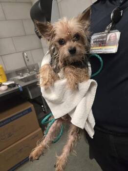 BUCK -  Mixed Breed Dog for Adoption in Dallas, Texas - BUCK | PetCurious