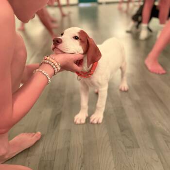 Winnie -  Hound and Boxer Dog for Adoption in Chatham, New Jersey - Winnie | PetCurious