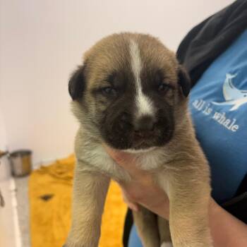 Bellamy -  Shepherd and Mixed Breed Dog for Adoption in Clavet, Saskatchewan - Bellamy | PetCurious