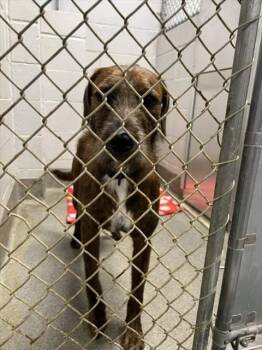 CONWAY -  Irish Wolfhound and Mixed Breed Dog for Adoption - CONWAY | PetCurious
