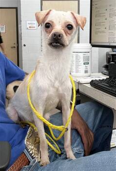 COSMO -  Mixed Breed Dog for Adoption in Dallas, Texas - COSMO | PetCurious