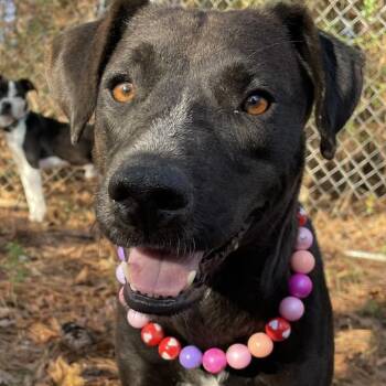 Rescue Black Labrador Retriever Dogs for Adoption in Parrish, Alabama - Lucy | PetCurious