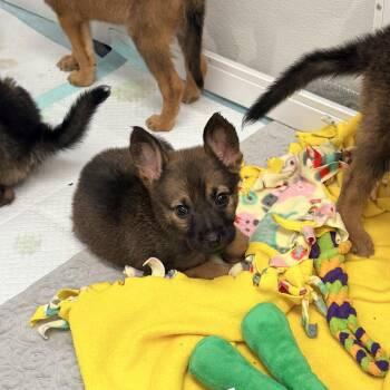 Shepherd Dogs Available for Adoption - Kara | PetCurious