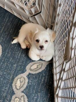 Biscuit -  Maltese and Shih Tzu Dog for Adoption in Waterloo, Illinois - Biscuit | PetCurious